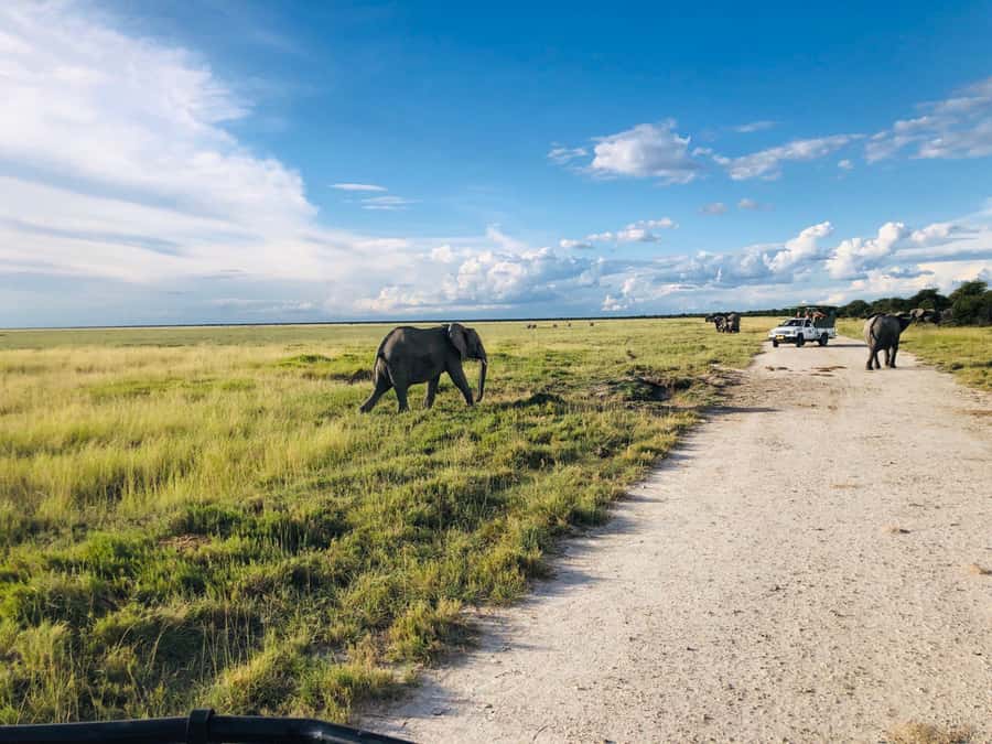 Etosha National Park: Full or Half-Day Game Drive - Cold Morning Survival: What to Wear and How to Stay Comfortable