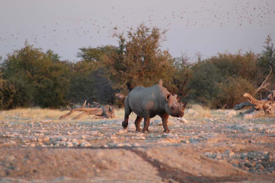 Etosha National Park: Full or Half-Day Game Drive - What You Can Expect to See, and What You Should Not Expect