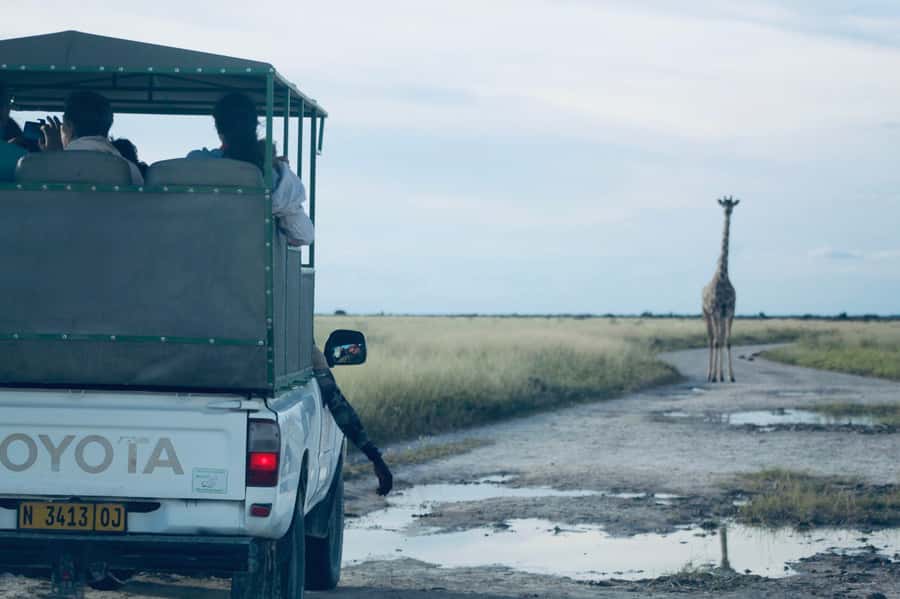 Etosha National Park: Full or Half-Day Game Drive - Lunch, Water, and the Small Costs That Matter