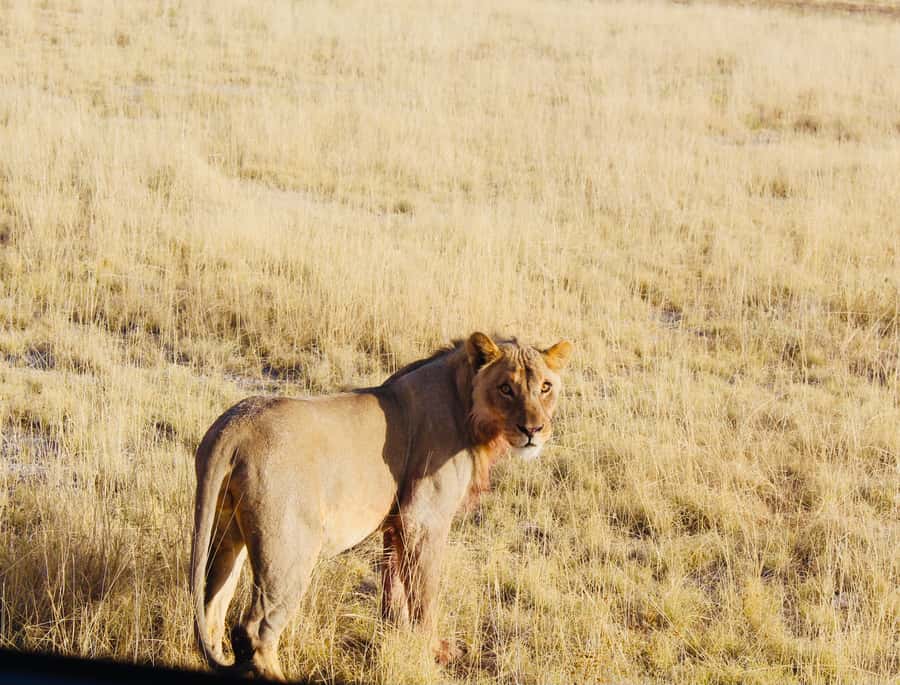 Etosha National Park: Full or Half-Day Game Drive - Price and Logistics: Where Value Comes From
