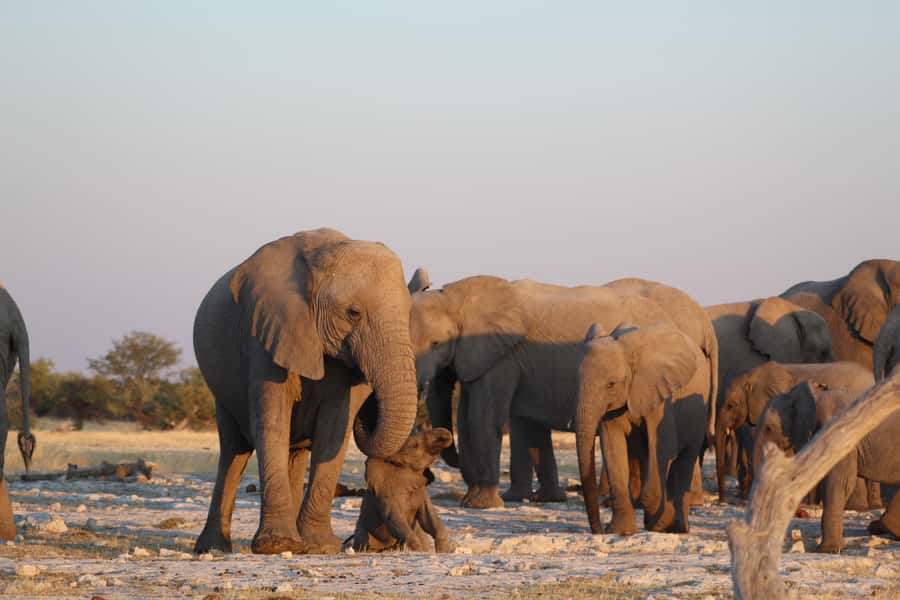 Etosha National Park: Full or Half-Day Game Drive - A Few Rules to Know Before You Roll
