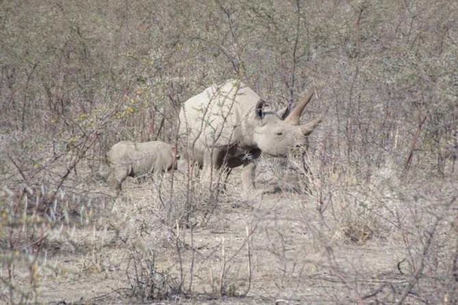ETOSHA PARK SAFARI with local guides in 9-seater 4x4s - Picnics, rest breaks, and staying sane in hot, dry conditions