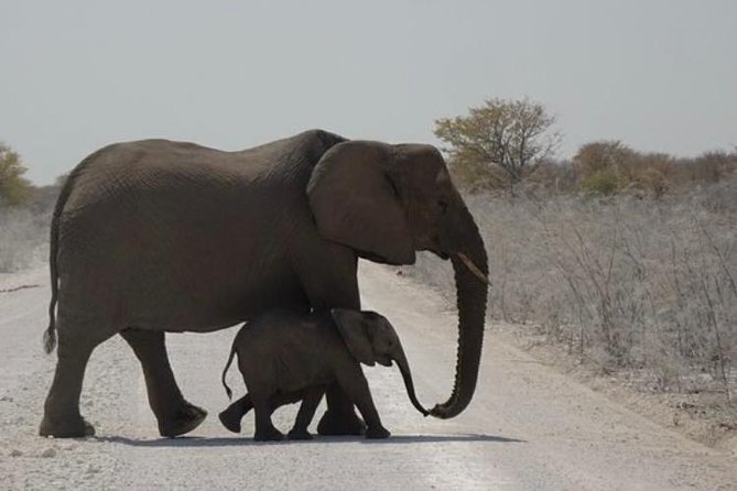 ETOSHA PARK SAFARI with local guides in 9-seater 4x4s - Local guides, and what makes a real difference in the field