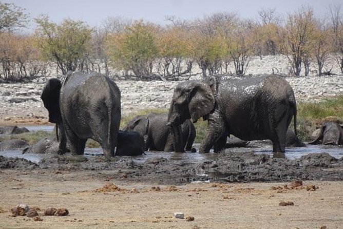 ETOSHA PARK SAFARI with local guides in 9-seater 4x4s - Vehicle reliability, delays, and how to protect your day