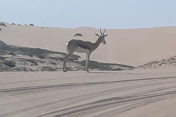 Exhilarating Sandwich Harbour 4x4: Guided Self drive experience - Why Sandwich Harbour dunes feel like the real deal