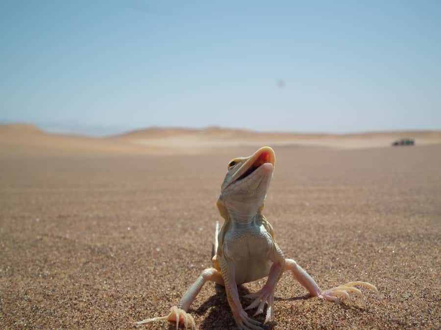 From Swakopmund: Living Dunes Experience - How Desert Adaptations Explain What You See in the Dunes