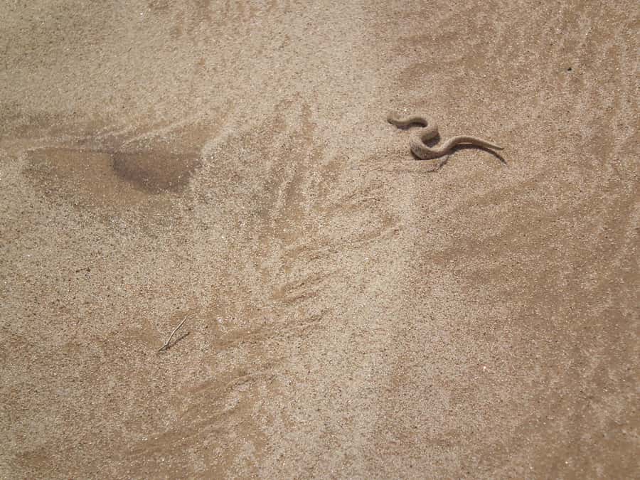 From Swakopmund: Living Dunes Experience - Who This Tour Is Best For (and Who Might Want Something Else)