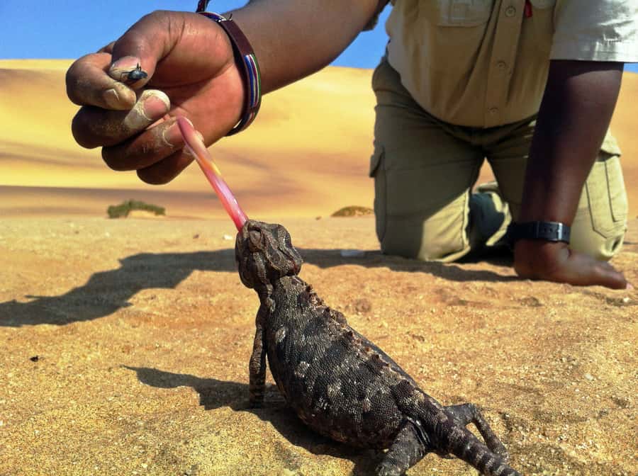 From Swakopmund: Living Dunes Experience - Tracking Gecko, Lizards, Snakes, Chameleons, Beetles, and More