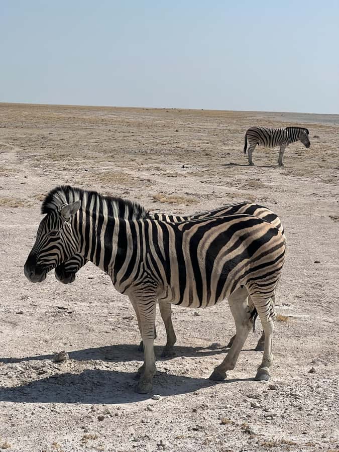 From Windhoek: 3-Day Etosha with Lodge Accommodation - Key highlights to know before you go