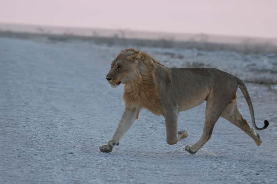 From Windhoek: 3-Day Etosha with Lodge Accommodation - Why Etosha works so well for a 3-day stop from Windhoek