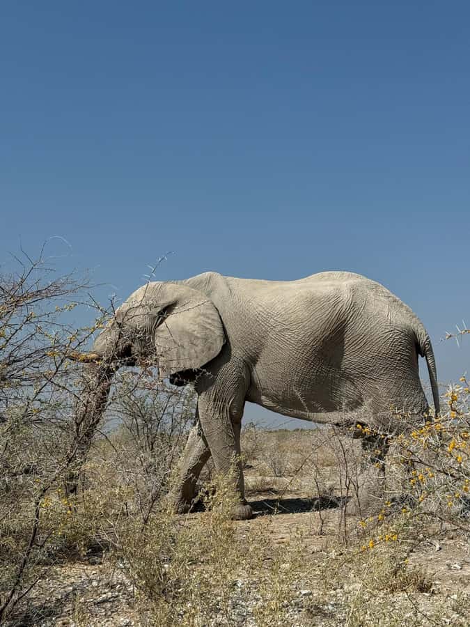 From Windhoek: 3-Day Etosha with Lodge Accommodation - Okaukuejo waterhole night viewing, plus your first guided drive