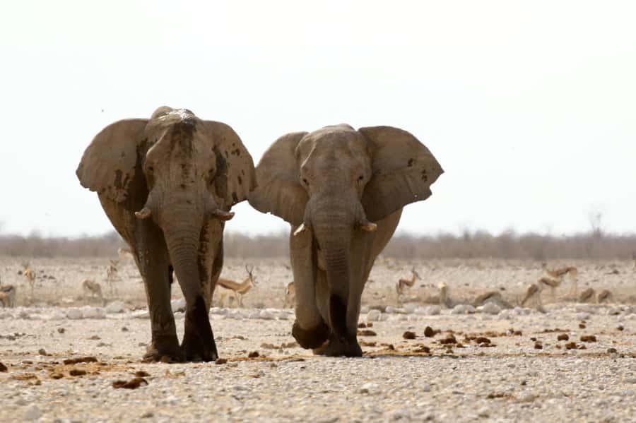 From Windhoek: 3-Day Etosha with Lodge Accommodation - What I think about the guides, safety, and spotting in changing weather