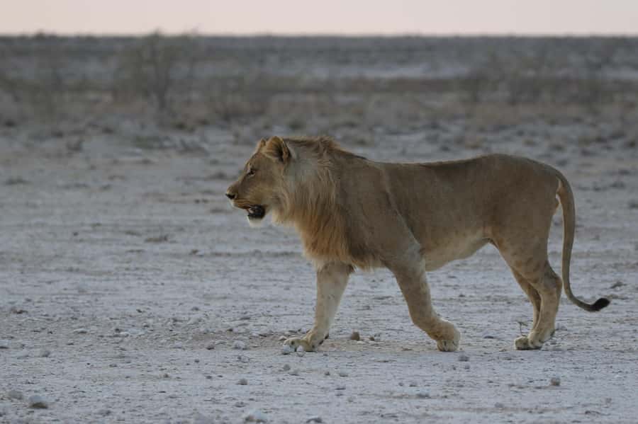 From Windhoek: 3-Day Etosha with Lodge Accommodation - What $1,370 buys you in real safari time
