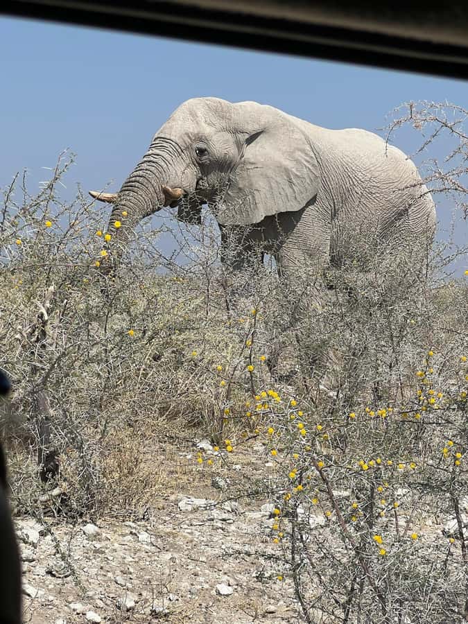 From Windhoek: 3-Day Etosha with Lodge Accommodation - Windhoek pickup, the drive in, and your first Etosha evening at Okaukuejo