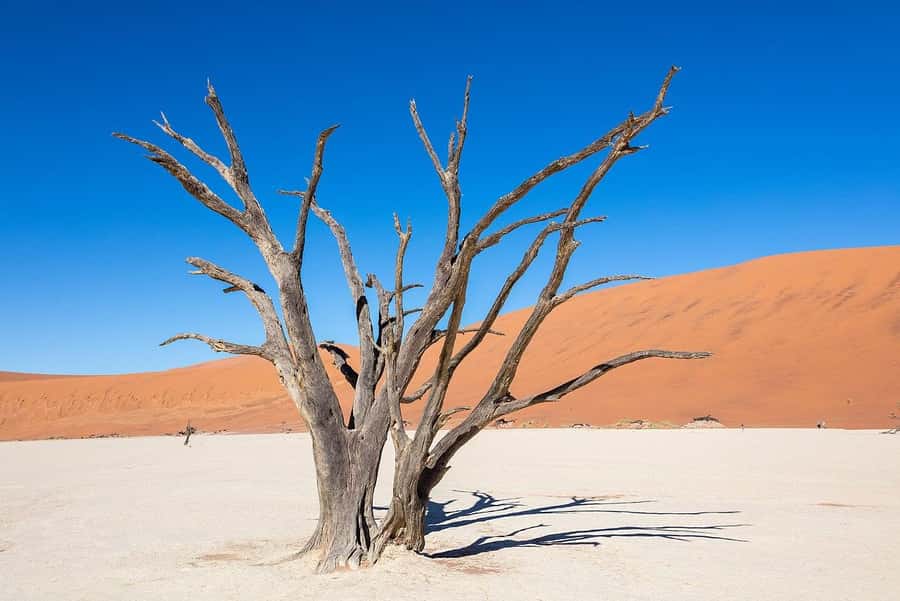 From Windhoek: 3-Day Sossusvlei Shared Shuttle Tour - Key things to know before you go