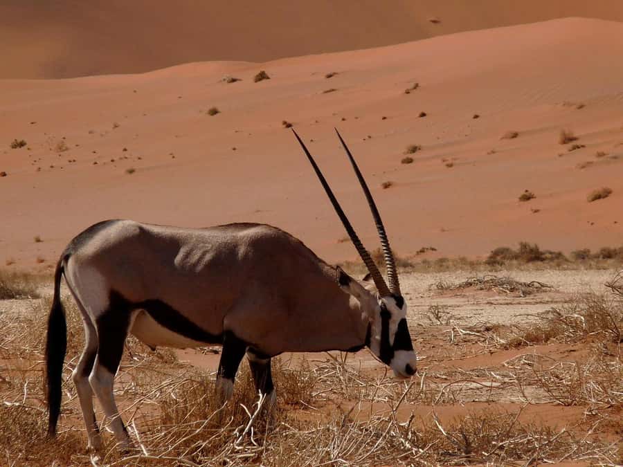 From Windhoek: 3-Day Sossusvlei Shared Shuttle Tour - Windhoek pickup, the early start, and why it matters