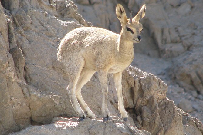 Full-Day Tour in Namib Desert from Swakopmund, Namibia - Key moments I’d plan around