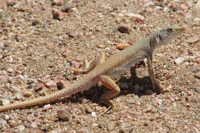 Full-Day Tour in Namib Desert from Swakopmund, Namibia - Who should book this 7-hour Namib Desert tour