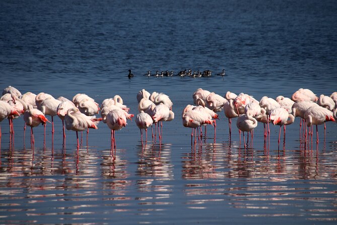 Half Day Original Seal Kayak Adventure, Pelican Point, Walvis Bay - Guides Kevin and Graham: organization, wildlife respect, and clear explanations