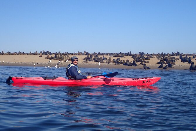 Half Day Original Seal Kayak Adventure, Pelican Point, Walvis Bay - Price and value: why $72.12 makes sense for a guided, equipment-included paddle