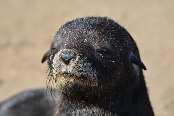 Half Day Original Seal Kayak Adventure, Pelican Point, Walvis Bay - Who should book, and who should think twice