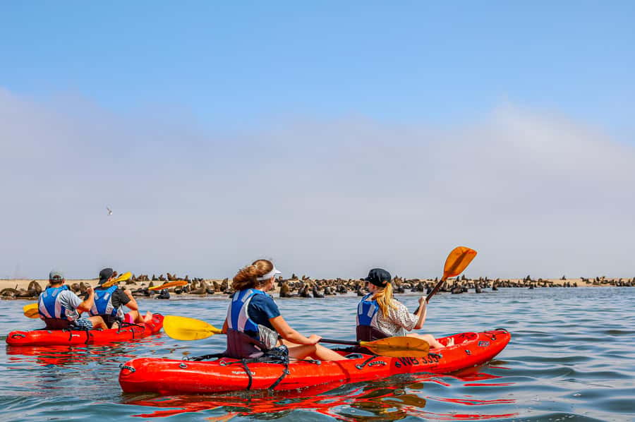 Kayak Dune Day - Kayaking Among About 100,000 Cape Fur Seals