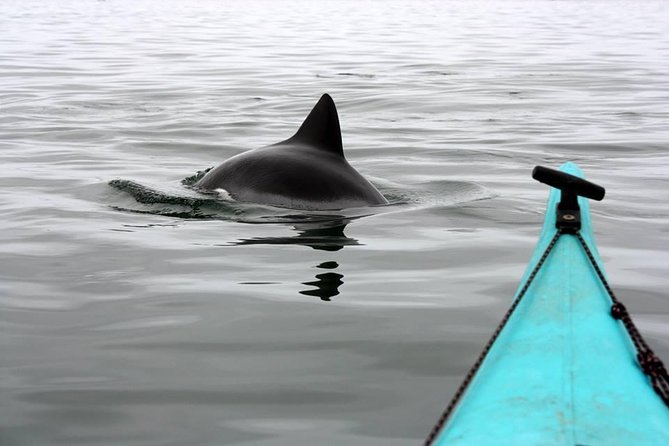Kayaking and Sandwich Habour Guided Day Tour from Walvis Bay - Walvis Bay Start Point and the 7:45 am Momentum