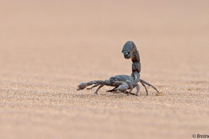 Living Desert Eco Dune Tour - Getting There Without Hassle: Pickup, Timing, and Group Size