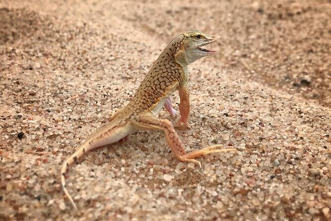 Living Desert Eco Dune Tour - Why Coastal Fog Matters: The Desert’s Quiet Life Support System