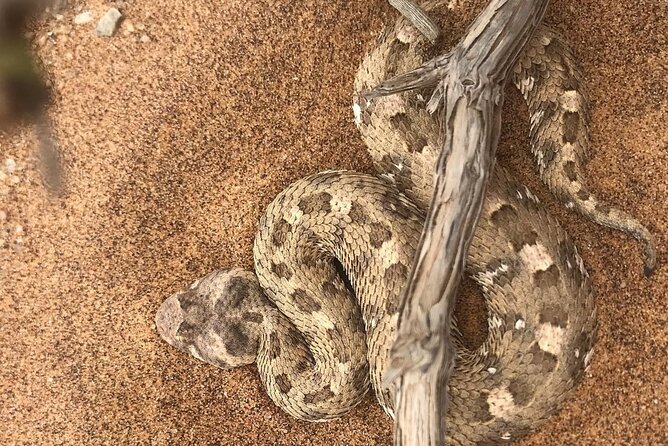 Living Desert Eco Dune Tour - What the Reviews Emphasize About the Guides