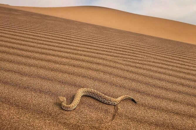 Living Desert Eco Dune Tour - Price and Value: Paying $60.39 for More Than a Drive