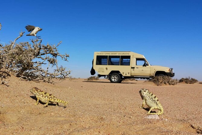 Living Desert Eco Dune Tour - Namib Desert Dunes: What the Walk Feels Like