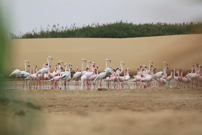 LIVING DESERT TOUR (Little 5 tour) - Chasing the Little Five in the Dorob National Park area
