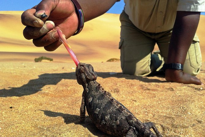 Living Dunes Experience from Swakopmund - Quick hits on Swakopmund living dunes