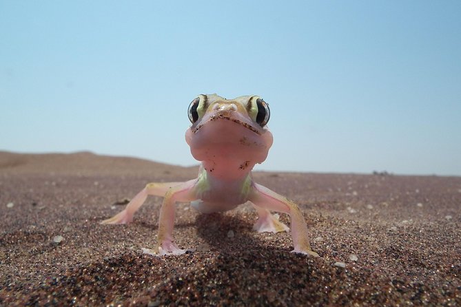 Living Dunes Experience from Swakopmund - From Swakopmund outskirts to the living dune belt