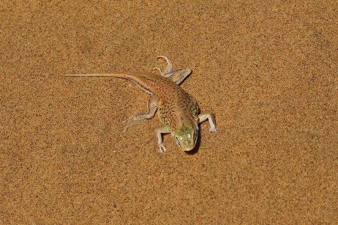 Living Dunes Experience from Swakopmund - The guide narration that turns sand into a lesson