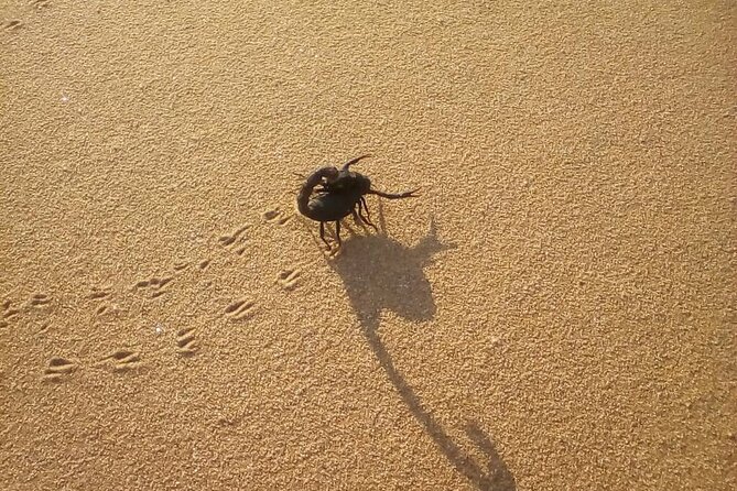 Living Dunes Experience from Swakopmund - What happens during the 3-hour dune exploration block