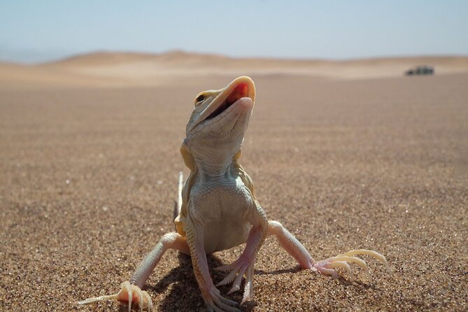Living Dunes Experience from Swakopmund - Who this tour suits best around Swakopmund