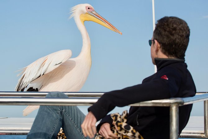Marine Dolphin Seal Cruise - Why this Walvis Bay catamaran cruise works so well