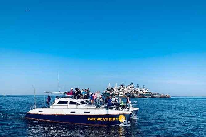 Marine Dolphin Seal Cruise - Guide and crew energy: why it boosts the value