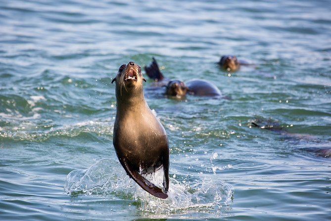 Marine Dolphin Seal Cruise - Who should book this Marine Dolphin Seal Cruise