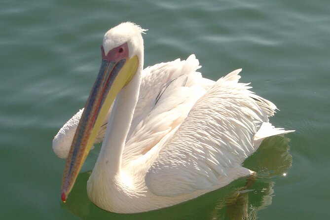 Marine Dune Day: Catamaran Cruise and Sandwich Harbor Dune Drive - Walvis Bay Esplanade Stops: Flamingos, Salt Lakes, and Off-Road Prep