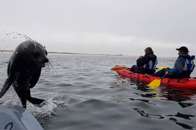 Mola Mola Kayaking Experience with a Licensed Guide - The Planing Catamaran Ride to Pelican Point Peninsula