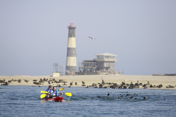Mola Mola Kayaking Experience with a Licensed Guide - 90 Minutes of Close Seal Watching From Your Kayak