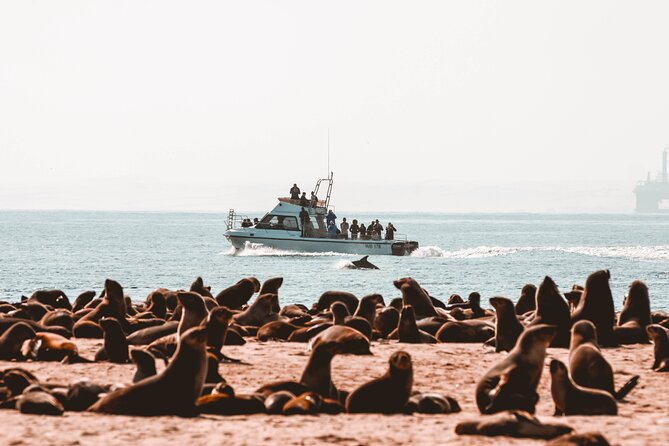 Mola Mola Marine Dolphin Cruise & Beach Braai on Pelican Point - A Boat Ride From Walvis Bay Waterfront to Pelican Point Beach