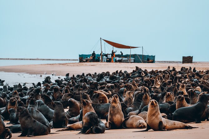 Mola Mola Marine Dolphin Cruise & Beach Braai on Pelican Point - Value and Price: What $181.14 Buys You in Real Terms