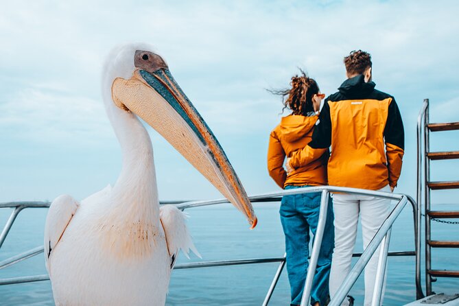 Mola Mola Marine Dolphin Cruise & Beach Braai on Pelican Point - Who Should Book the Mola Mola Dolphin Cruise and Beach Braai