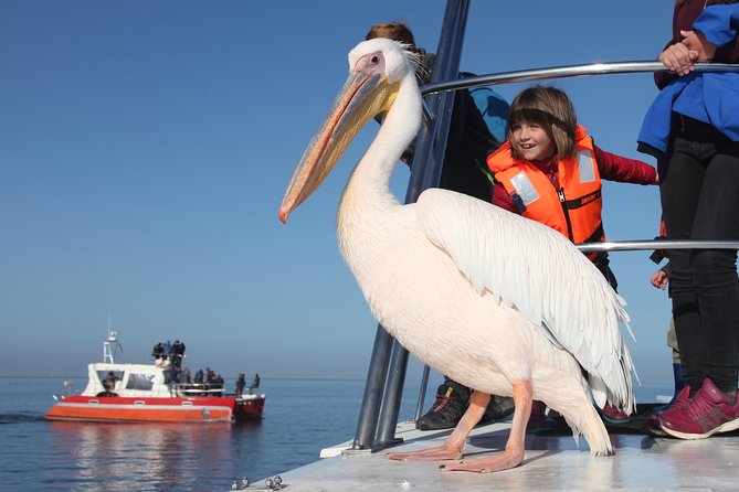 Mola Mola Marine Dolphin Cruise from the Walvis Bay Waterfront to Pelican Point - The Pelican Point lighthouse and peninsula stop: why seals steal the show