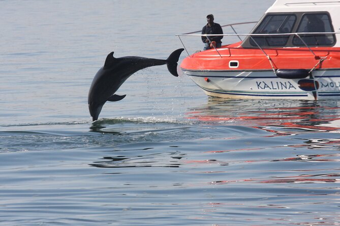 Mola Mola Marine Dolphin Cruise from the Walvis Bay Waterfront to Pelican Point - Oysters, sparkling wine, lunch, and dessert: what you get and how to enjoy it