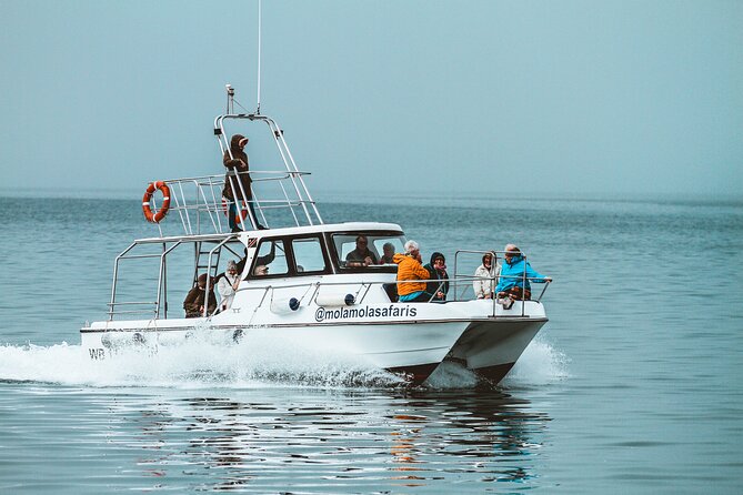 Mola Mola Marine Dolphin Cruise from the Walvis Bay Waterfront to Pelican Point - Price and value at about $90.76 per person
